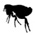 Parasite-Flea